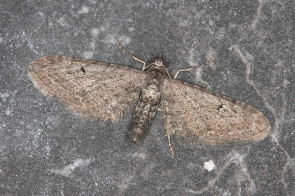 Eupithecia innotata: Bild 15