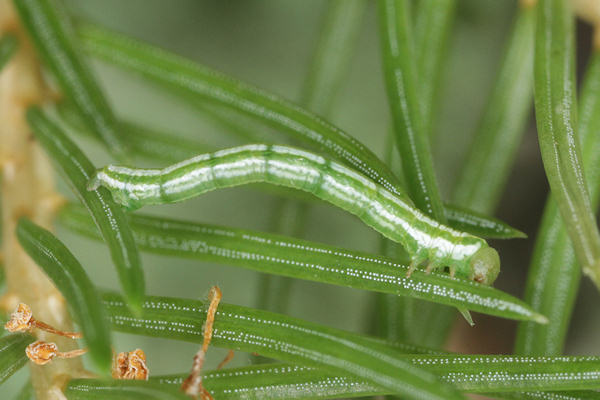 Thera variata: Bild 25