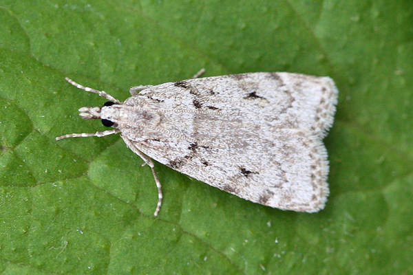 Scoparia subfusca: Bild 1