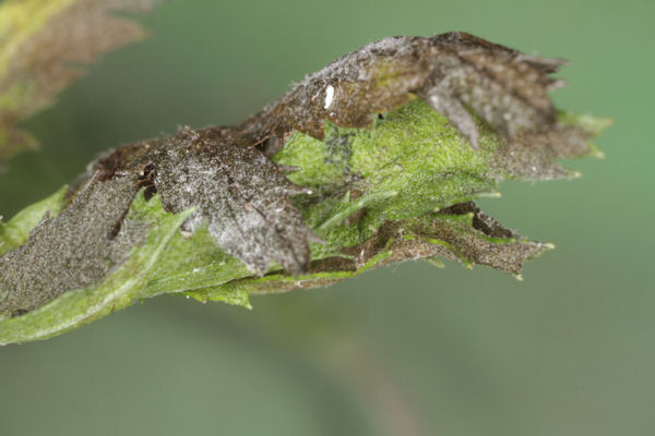Eupithecia subfuscata: Bild 117