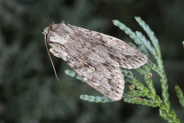 Lithophane leautieri: Bild 3