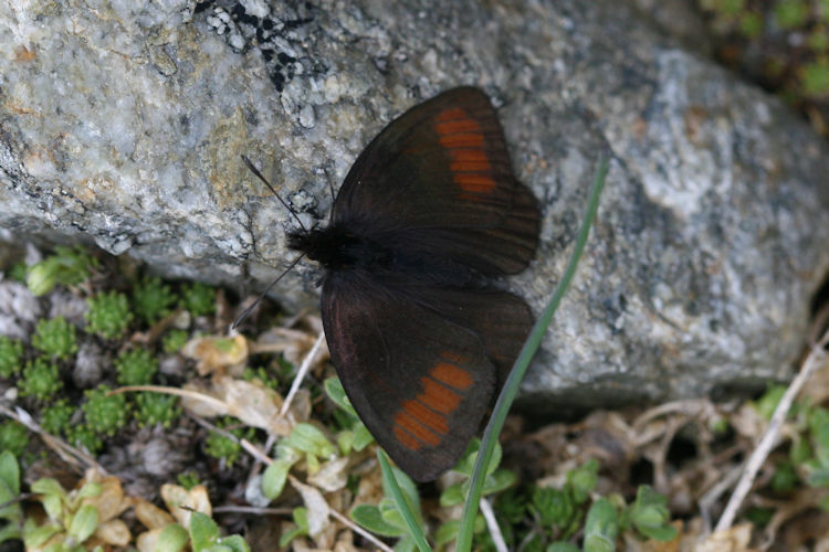 Erebia pluto oreas: Bild 2