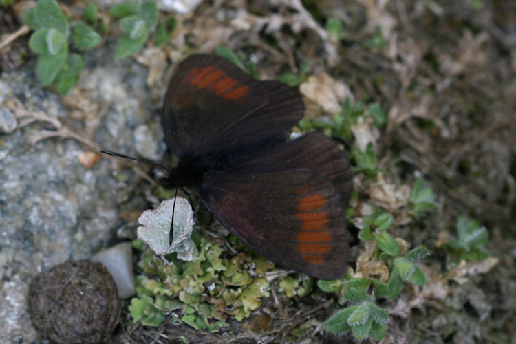 Erebia pluto oreas: Bild 3