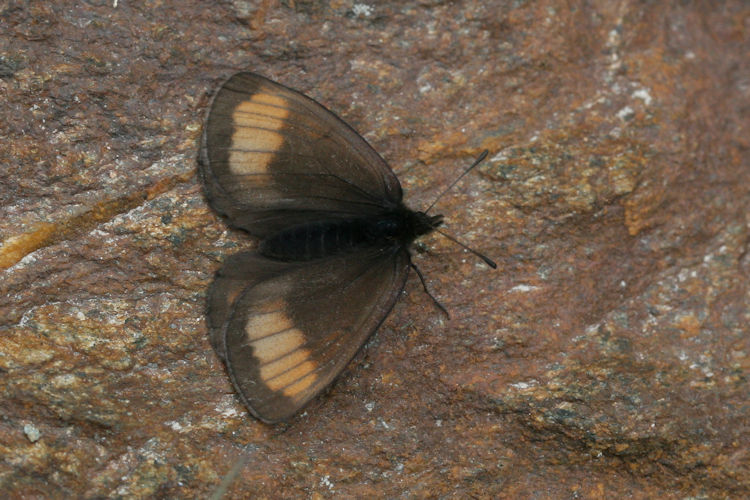 Erebia pluto oreas: Bild 4