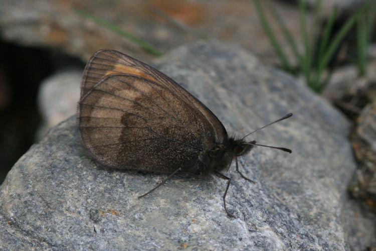 Erebia pluto oreas: Bild 6