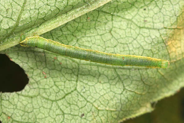 Eupithecia cauchiata: Bild 1