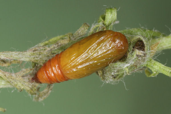 Eupithecia subfuscata: Bild 106