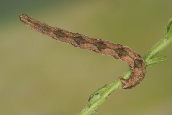 Eupithecia subfuscata: Bild 83