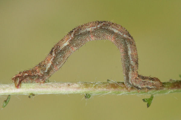 Eupithecia subfuscata: Bild 84
