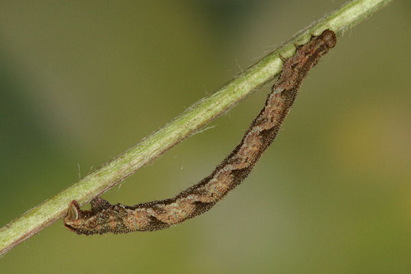Eupithecia subfuscata: Bild 89