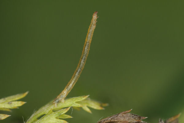 Eupithecia subfuscata: Bild 22