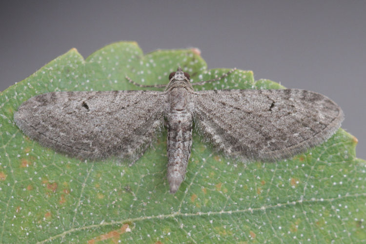 Eupithecia innotata: Bild 1