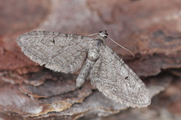 Eupithecia innotata: Bild 4