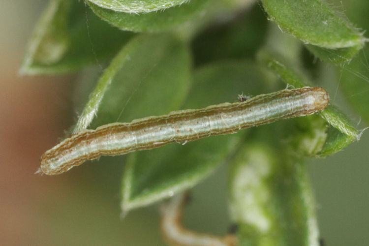 Ematurga atomaria: Bild 6