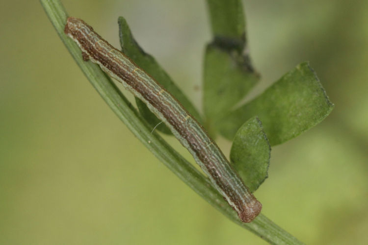 Ematurga atomaria: Bild 10