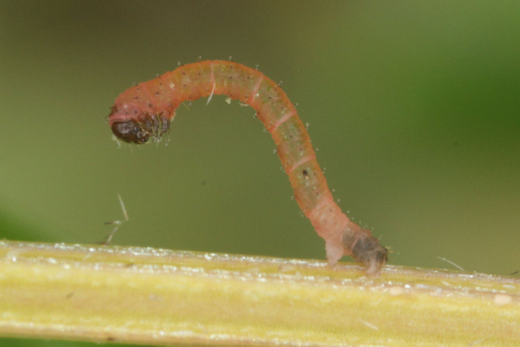 Colostygia pectinataria: Bild 7