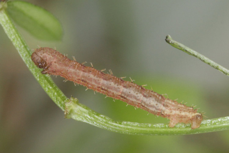 Colostygia pectinataria: Bild 10