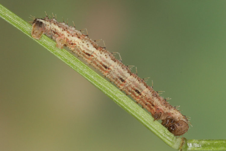 Colostygia pectinataria: Bild 11