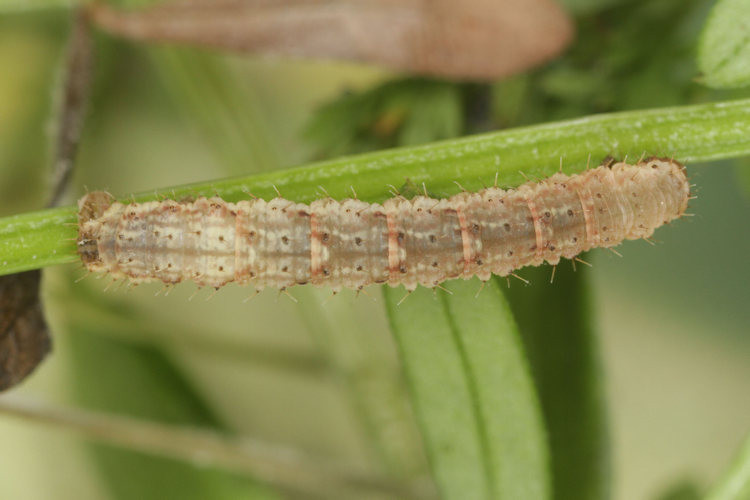 Colostygia pectinataria: Bild 12