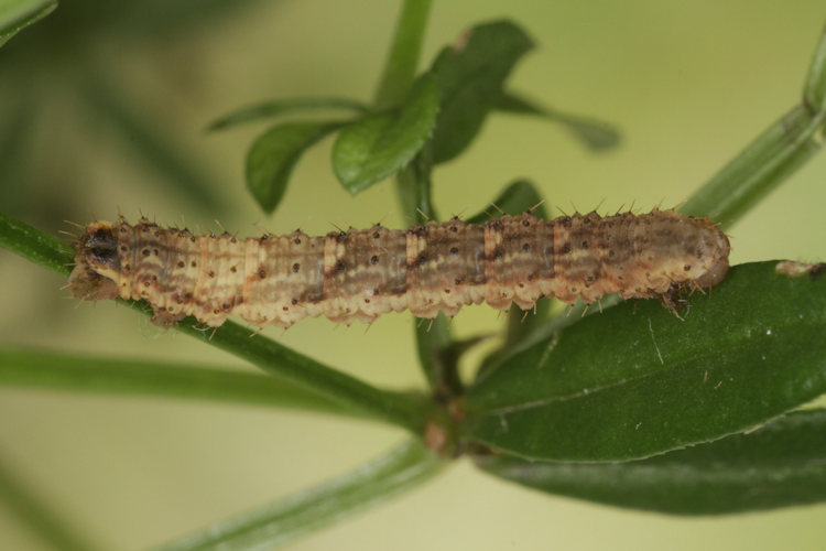 Colostygia pectinataria: Bild 13