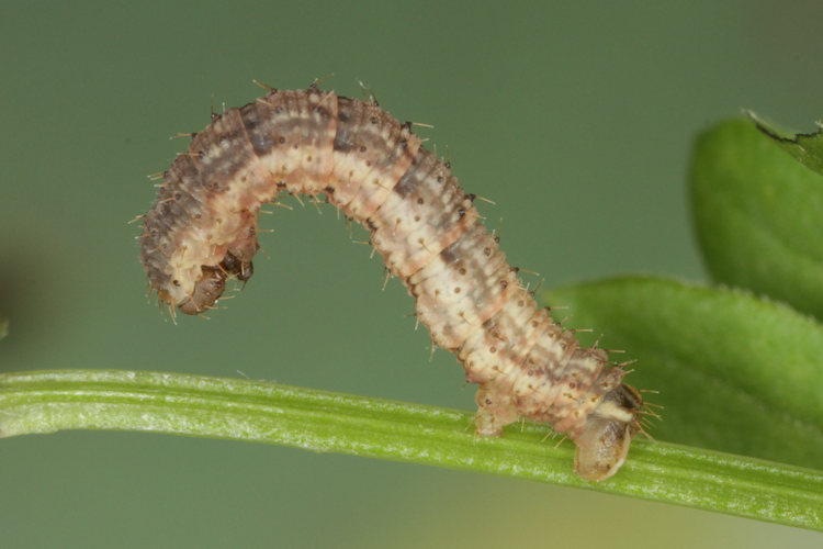 Colostygia pectinataria: Bild 14