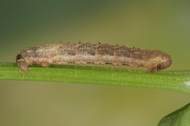 Colostygia pectinataria: Bild 15