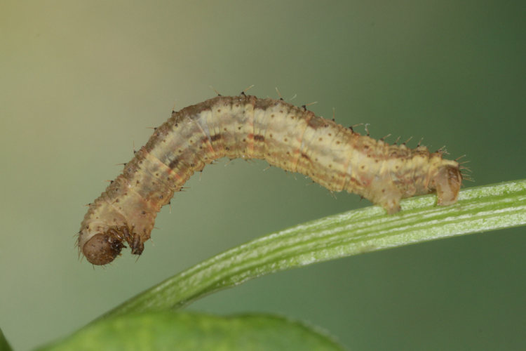 Colostygia pectinataria: Bild 16