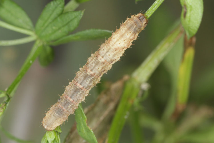 Colostygia pectinataria: Bild 20