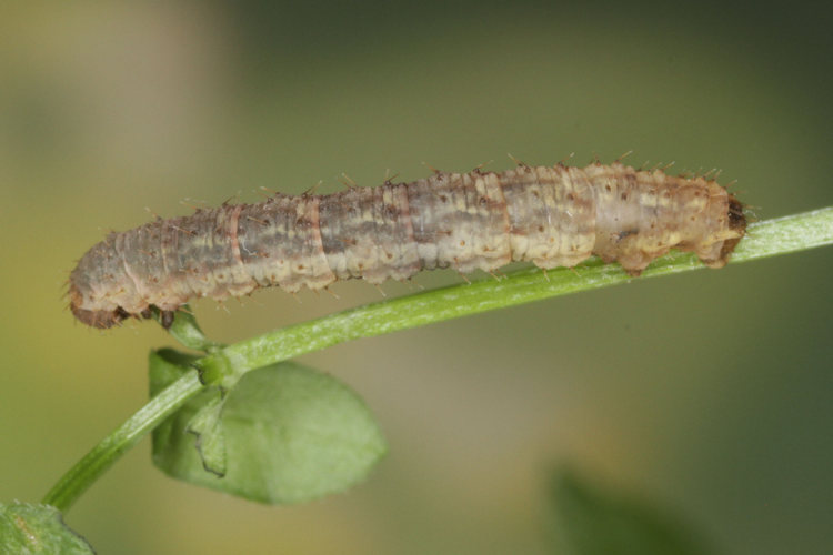 Colostygia pectinataria: Bild 21