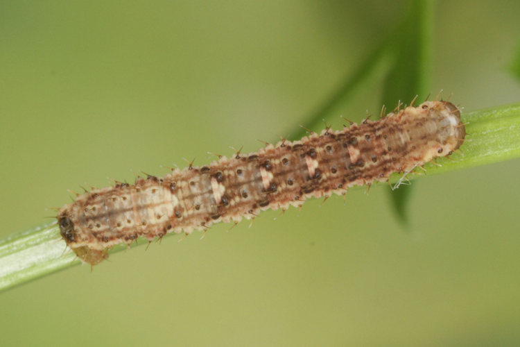 Colostygia pectinataria: Bild 17
