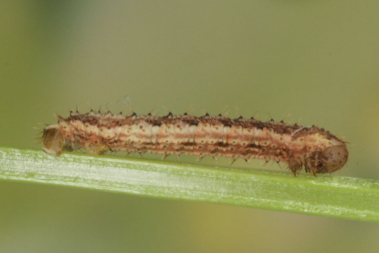 Colostygia pectinataria: Bild 18