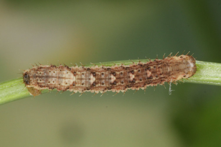 Colostygia pectinataria: Bild 19
