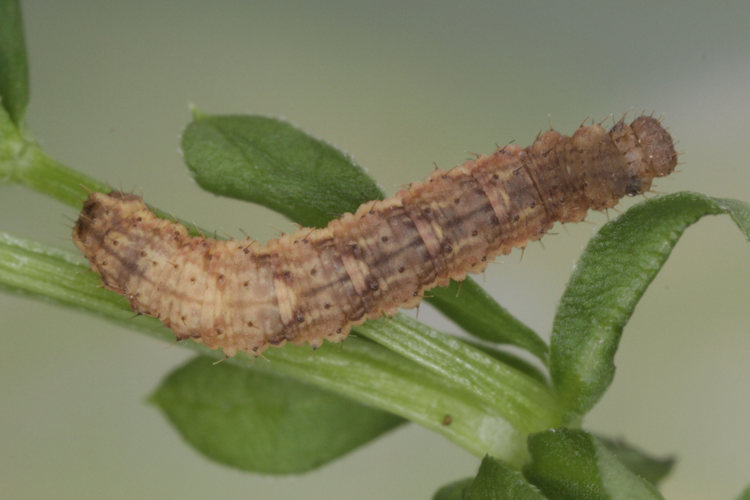 Colostygia pectinataria: Bild 22
