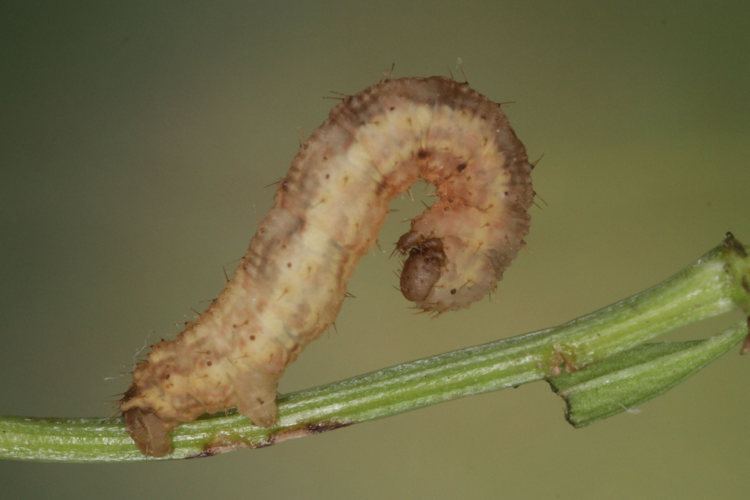Colostygia pectinataria: Bild 23