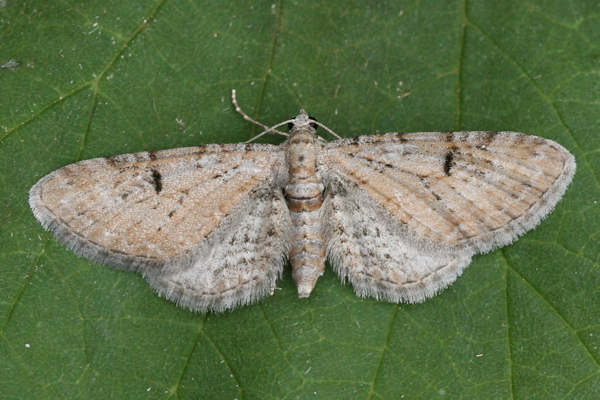 Eupithecia pimpinellata: Bild 1