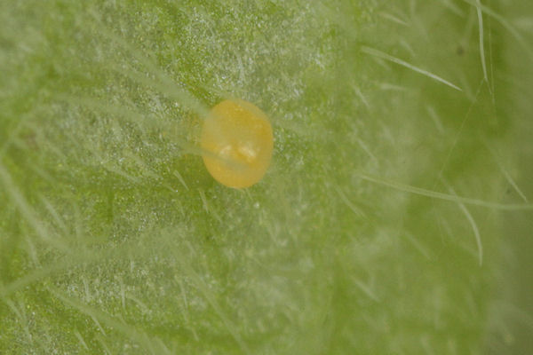 Perizoma albulata: Bild 3