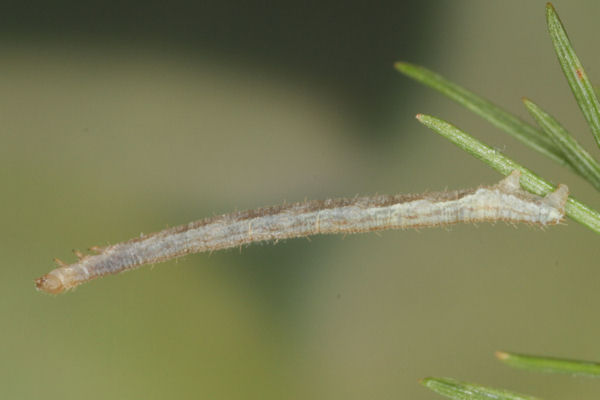 Eupithecia subfuscata: Bild 42