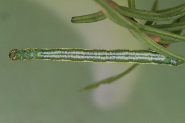 Eupithecia lariciata: Bild 27