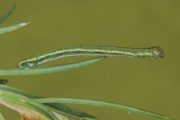 Eupithecia lariciata: Bild 34