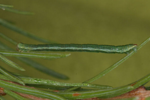 Eupithecia lariciata: Bild 35