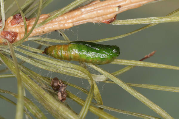 Eupithecia lariciata: Bild 68