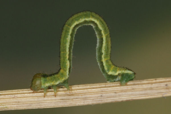 Eupithecia lariciata: Bild 44