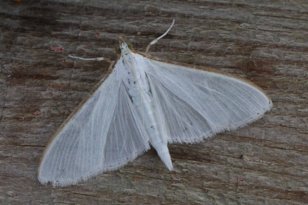 Palpita vitrealis: Bild 6