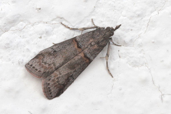 Acrobasis obliqua: Bild 1