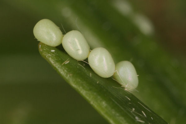 Hylaea fasciaria f. prasinaria: Bild 7