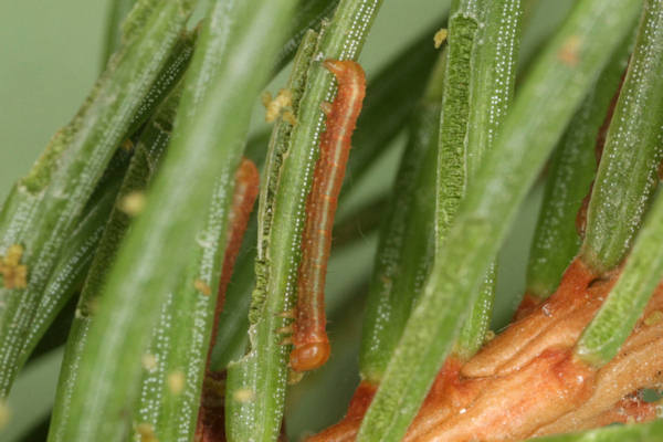 Hylaea fasciaria f. prasinaria: Bild 16