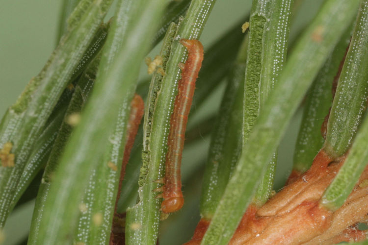 Hylaea fasciaria f. prasinaria: Bild 16