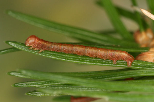 Hylaea fasciaria f. prasinaria: Bild 17
