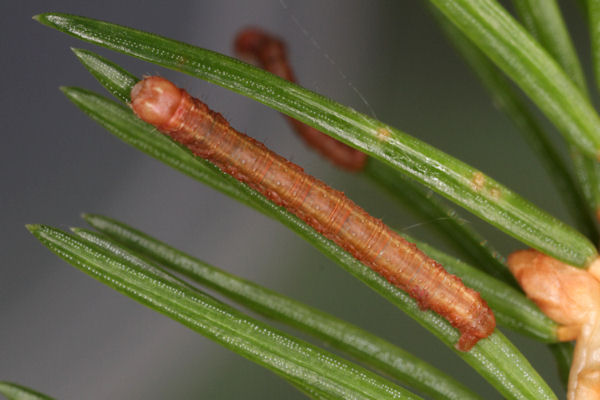 Hylaea fasciaria f. prasinaria: Bild 18