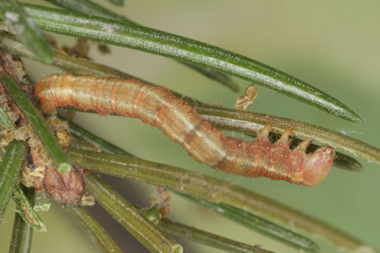 Hylaea fasciaria f. prasinaria: Bild 15